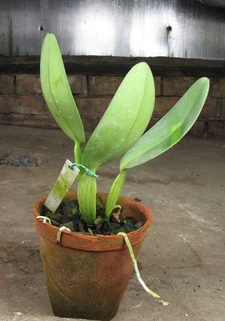 Cattleya labiata alba 'Nuvem Branca' x Cattleya labiata caerulea 'Estrelinha'.jpg