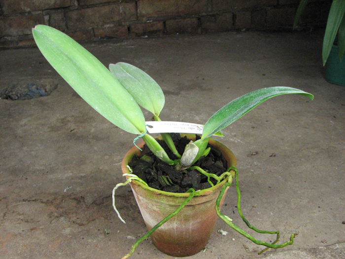 Cattleya labiata alba x Cattleya labiata roxo bispo 'Urbano'.jpg