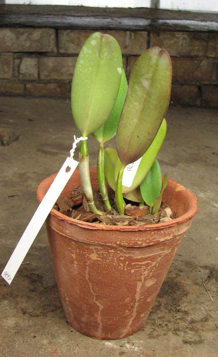 Cattleya labiata rubra integra-orlata-pincelada x Laelia pumila 'Ruby Queen'.jpg