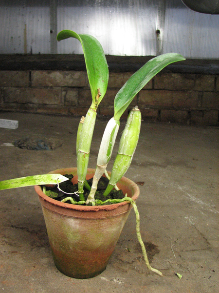 Brassocattleya Cynthia (Brassavola digbyana x Cattleya walkeriana).jpg
