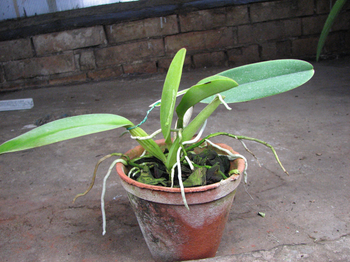 Cattleya labiata amesiana concolor 'Serra Negra' x Cattleya labiata amoena 'Preciosa' (Z-8).jpg