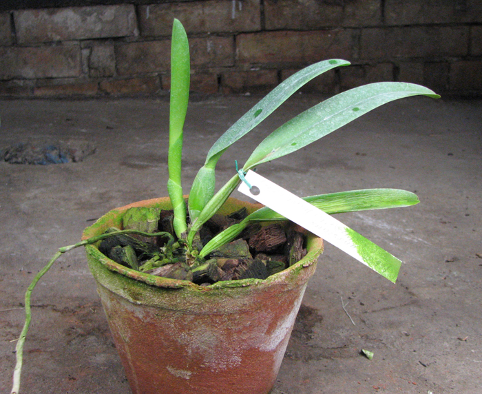 Cattleya labiata amesiana 'São Gabriel' (Z-8) x Cattleya labiata amesiana 'Rei Momo' (Z-43).jpg