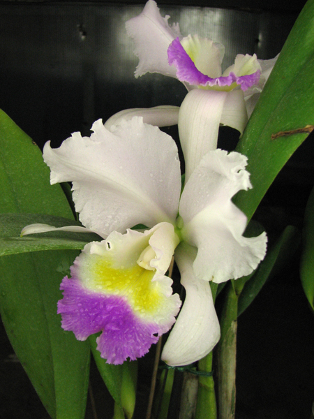 Cattleya trianae 'Pink Gem'.jpg