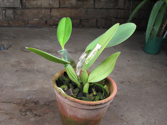 Cattleya labiata coerulea 'Z-185' XXX x Cattleya labiata coerulea 'Junior'.jpg