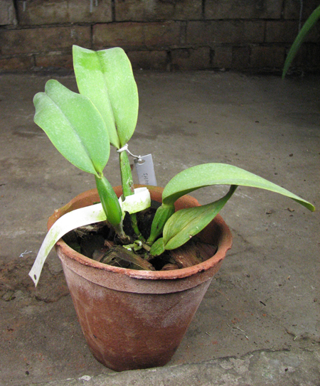 Cattleya labiata coerulensis.jpg