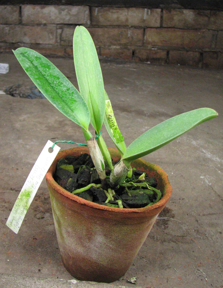 Cattleya labiata coerulea 'Titi' (Z-185) x Cattleya labiata coerulea 'Blue Sky' (Z-185).jpg