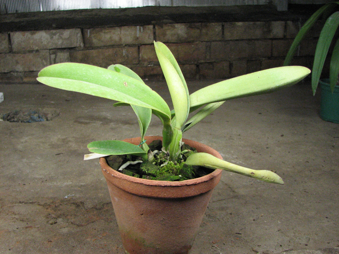 Cattleya labiata coerulea 'Cava'.jpg