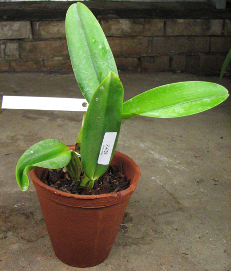 Cattleya labiata coerulea violeta 'Lourival' x Cattleya labiata coerulea 'Vera Micelli'.jpg
