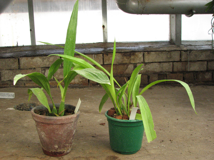 Zygopetalum 'Rhein Blue Angel'.jpg