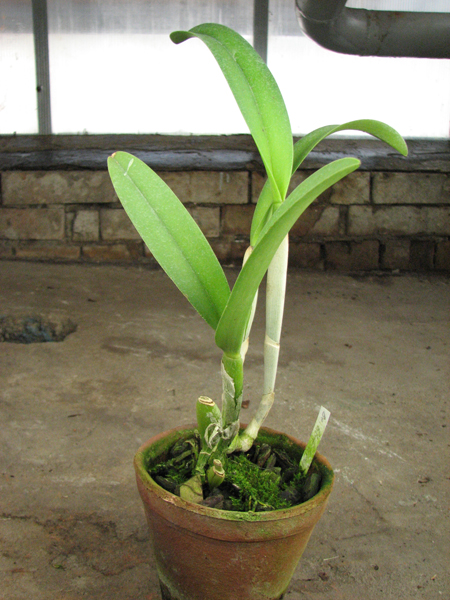 Brassocattleya Golf Green.jpg