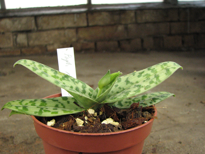 Paphiopedilum robinsonii.jpg