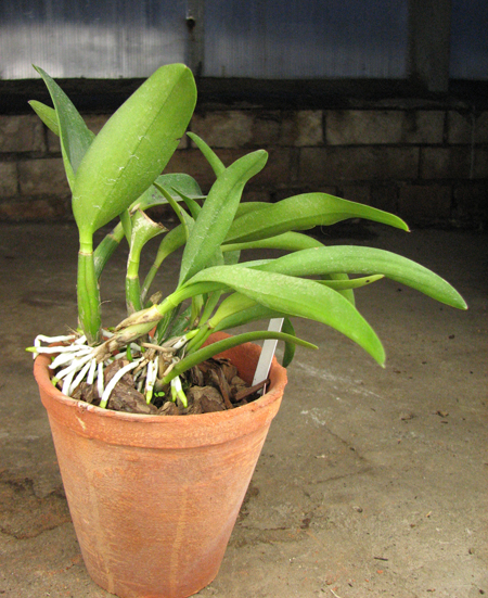 Hawkinsara Hsinying Why Not 'Long Life'.jpg