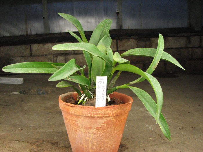 Hawkinsara Hsinying Why Not 'Long Life'.jpg