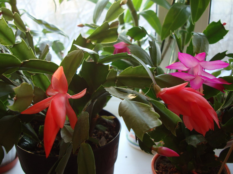 Один еще не распустился, второй отцветает.<br />Это Персиковая