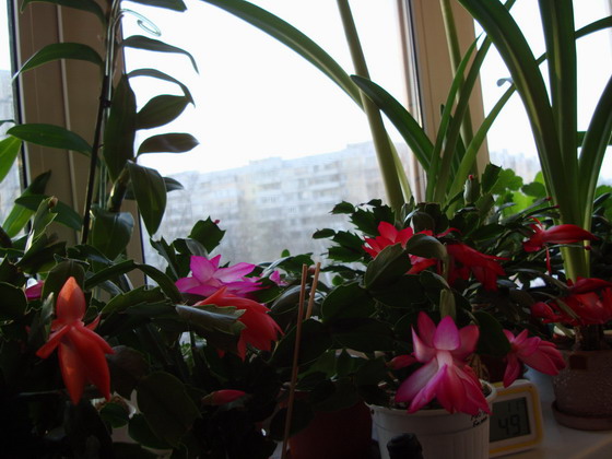 Первая Персиковая, Розовая потом Вишня