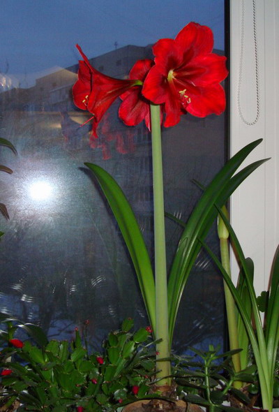 Красный гипп.jpg