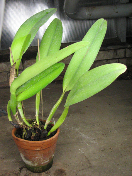 Rhyncholaeliocattleya Li Cheng Mary 'Pearl'.jpg