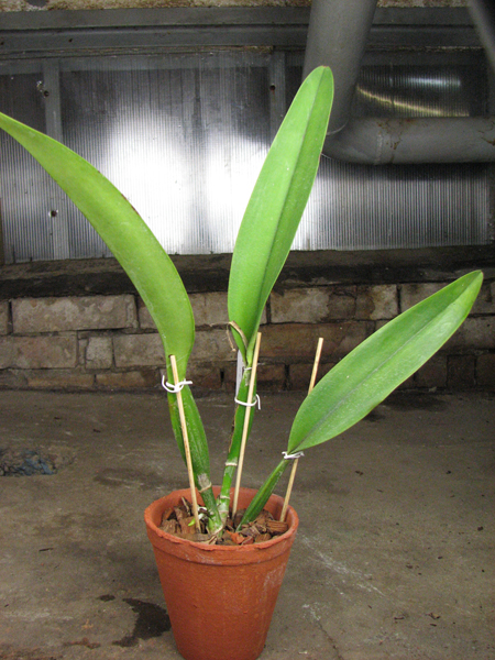 Brassolaeliocattleya Eagle Eye.jpg
