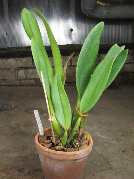 Brassolaeliocattleya Pink Empress 'Ju-Sen'.jpg