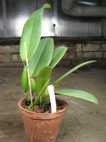 Brassolaeliocattleya Hsinying Home Run 'Ching Hua'.jpg