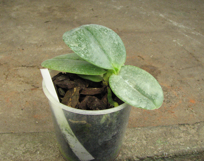 Phalaenopsis gigantea 228.jpg