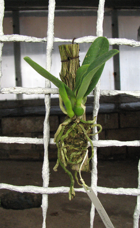Laelia jongheana NBS.jpg