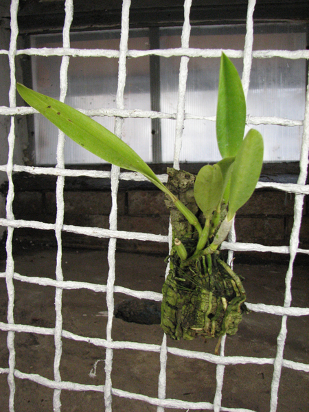 Laelia jongheana FS.jpg