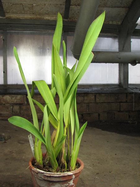 Maxillaria Jorge Enriquez.jpg