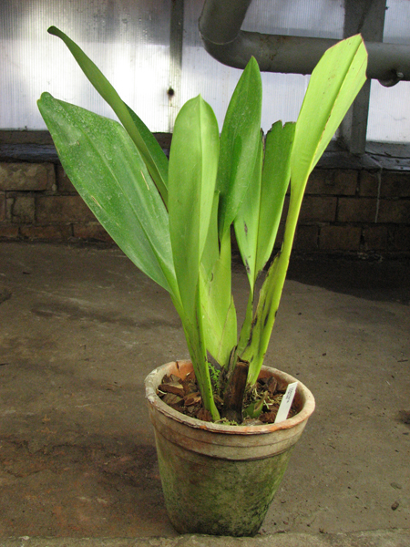 Maxillaria Macas (sanderiana x fletcheriana).jpg