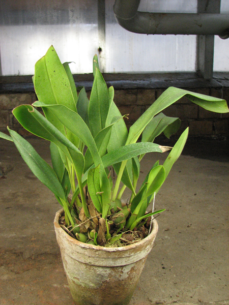 Maxillaria calantha.jpg