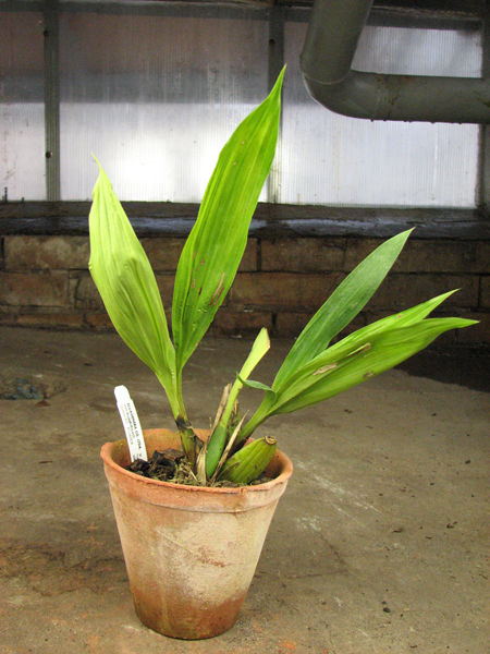 Maxillacaste Heinz Michael Pinkepank.jpg