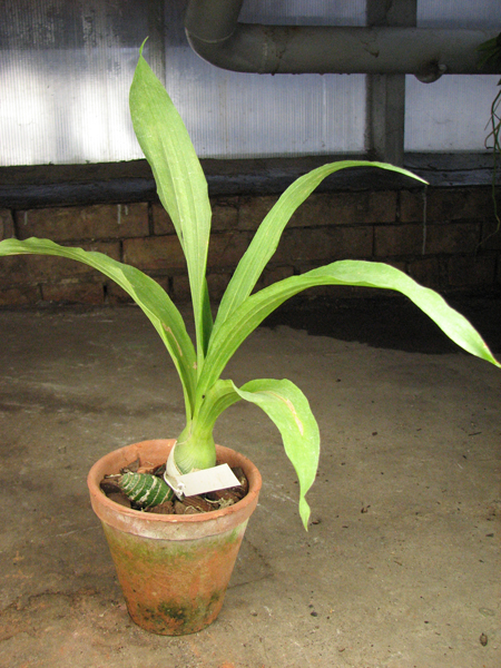 Catasetum (schmidtianum x Orchidglade).jpg