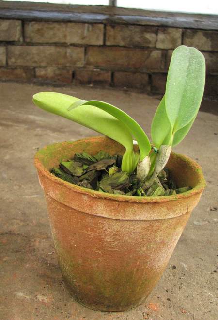 Cattleya labiata sem alba 'Marina' x Cattleya labiata semi alba sanguinea 'A Paccione'.jpg