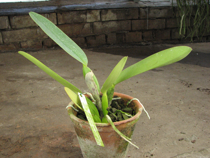Cattleya labiata semi alba 'Garganta Escura' x Cattleya labiata semi alba ('Cooksoniae' x 'Gloriosa').jpg