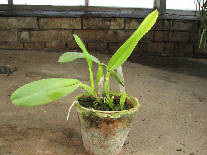Cattleya labiata semi alba 'Garganta Escura' x Cattleya labiata semi alba sanguinea 'Paccione'.jpg