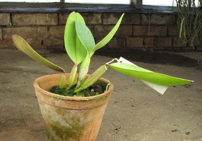 Cattleya labiata tipao 'Rodrigues' x Cattleya labiata tipo 'Cara Grande'.jpg