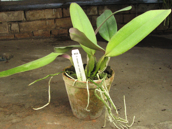 Cattleya labiata var rubra 'Ching Hua #1'.jpg