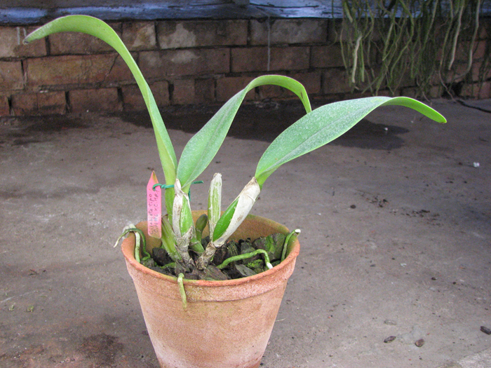 Cattleya labiata var tipo 'CH #6' x 'CH #1'.jpg