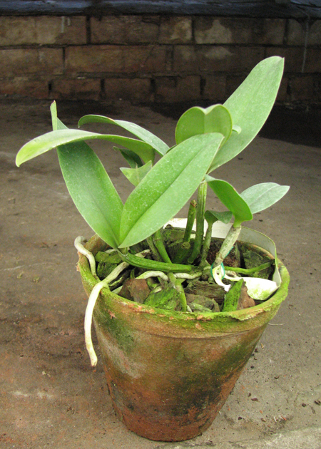 Cattleya leopoldii.jpg