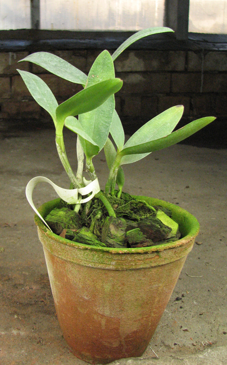 Cattleya leopoldii alba.jpg