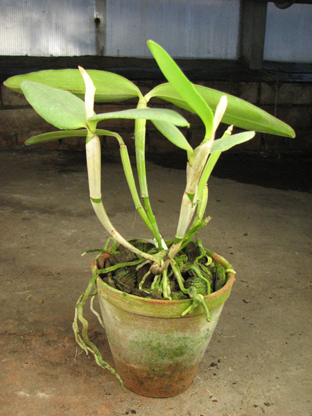 Cattleya loddigesii coerulensis x sib.jpg