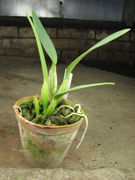 Cattleya lueddemanniana coerulea (Siquesique x Amparo) x Cattleya lueddemanniana tipo escura 'Guacamuco'.jpg