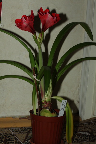 IMG_5054_новый размер.JPG