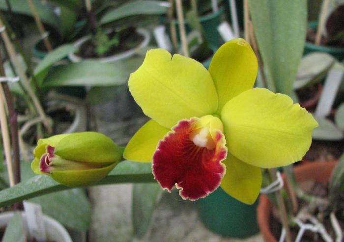 Laeliocattleya Tokyo Magic '6-1'.jpg