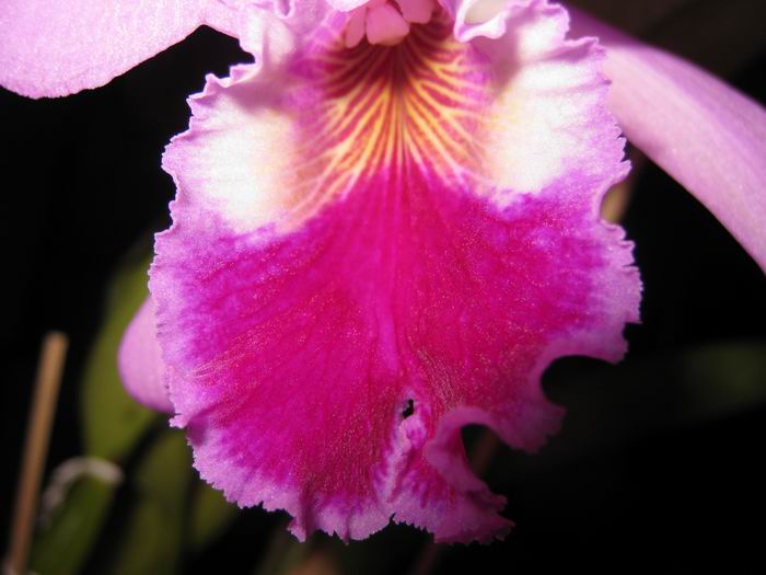 Resize of IMG_6479.JPG