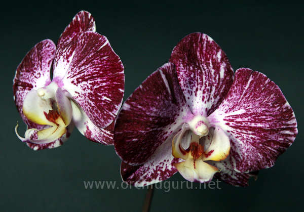 Phalaenopsis%20Jiuhbao%20Fairy%20Jiuhbao.jpg