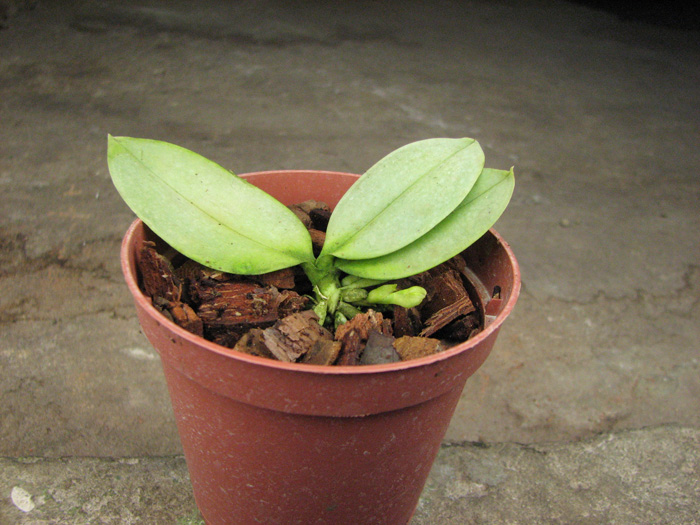 Phalaenopsis parishii.jpg