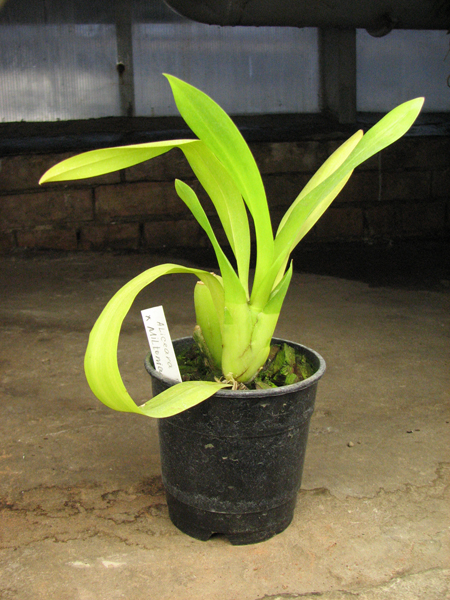 Aliceara Tahoma Glacier x Miltonia Honolulu.jpg