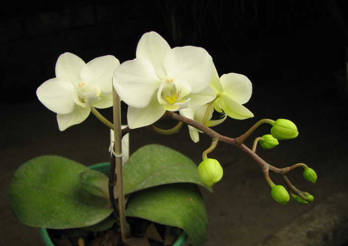 Phalaenopsis hybrid миниатюрный белый.jpg