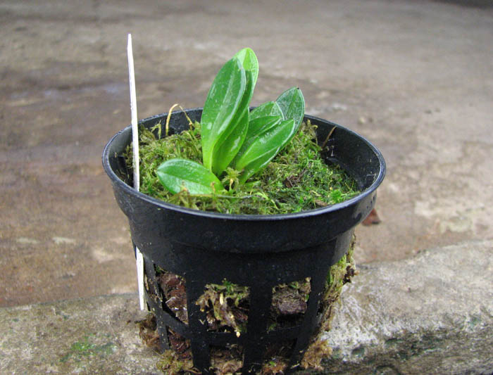 Masdevallia wageneriana var pteroglossa.jpg